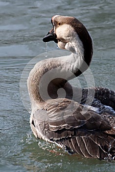 Goose in the water-4