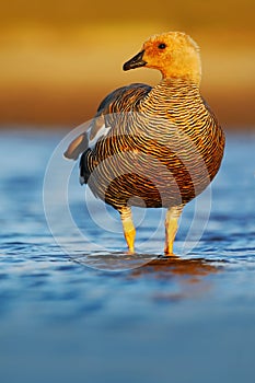 Goose in the water, Chloephaga hybrida, Kelp goose, is a member of the duck, goose. It can be found in the Southern part of South photo