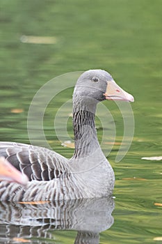 Goose in water in northern Germany