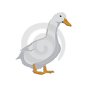 Goose on a white background. Stock Vector illustration