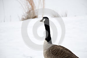 Goose in Winter Looking Off into the Distance