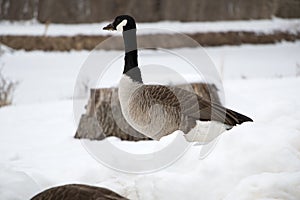 Goose in Winter Looking Off into the Distance - C&O Canal in Cabin John, Maryland