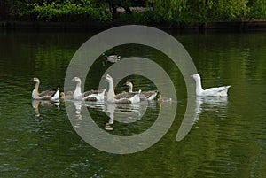 Goose with youngsters