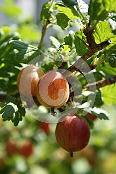 Gooseberries