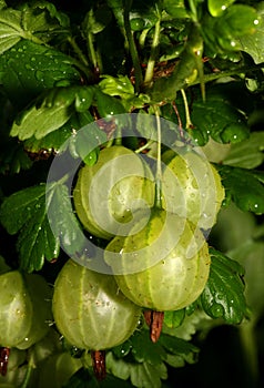 Gooseberries