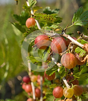 Gooseberries.