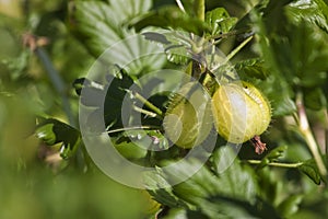 Gooseberries