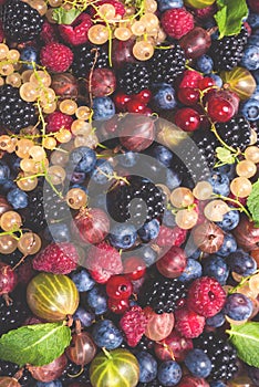 Gooseberries, blueberries, mulberry, raspberries, white and red currants