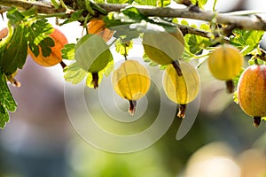 Gooseberries on a branche closeup