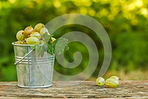 Gooseberries in a bucket on a background of green