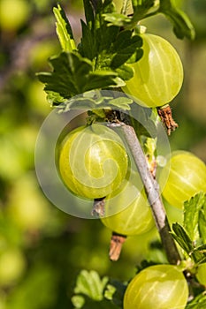 Gooseberries