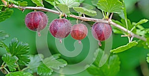 Gooseberries in close up