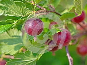 Gooseberries in close up