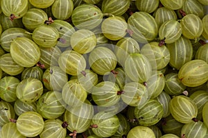 Gooseberries full frame close up