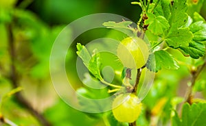 Gooseberries on a gooseberry plant in closeup, popular fruiting plant specie from Europe and Africa photo