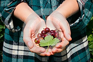 Gooseberries with leaf in the hands of a farmer