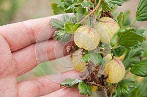 Gooseberries macro in hand in a field Ribes uva-cri