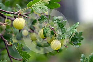 Gooseberries