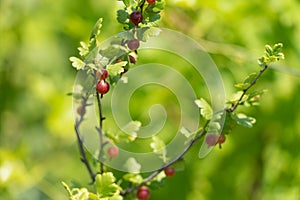 Gooseberries ripening on gooseberry bush branches with green leaves natural background