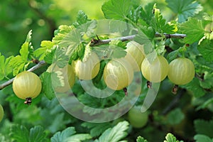 Gooseberry