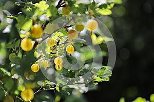 Gooseberry as a fresh and processed fruit. Spit bite and laxative. On the bush after rain, front view, amasing morning light