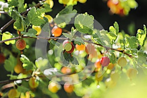 Gooseberry as a fresh and processed fruit. Spit bite and laxative. On the bush after rain, front view, amasing morning light