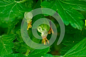 Gooseberry berries on bush with white mold called powdery mildew or fungal mold.Bush