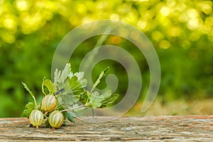 Gooseberry branch on a background of green