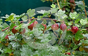 Gooseberry on a branch in drops after the rain. Ripe red berries gooseberries on a branch