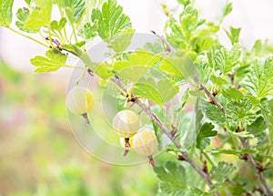 Gooseberry bush