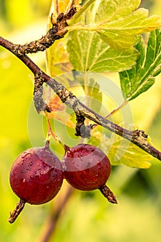 Gooseberry bush