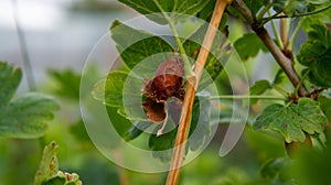 Gooseberry bush affected by caterpillar pest.