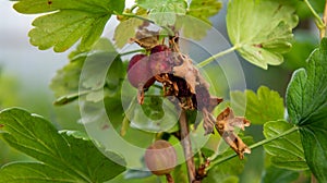 Gooseberry bush affected by caterpillar pest.