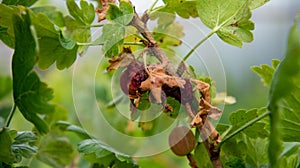 Gooseberry bush affected by caterpillar pest.