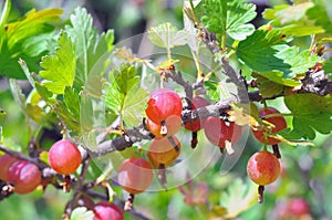 Gooseberry bush with berries