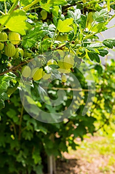 Gooseberry bush with berries and green leaves