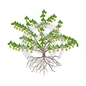 Gooseberry bush with berries and roots on a white background.