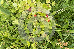 Gooseberry bush with berries in summer