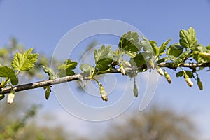 gooseberry bush with green foliage and flowers