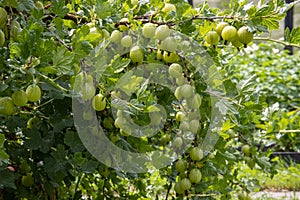 Gooseberry bush with many juicy ripe green berries