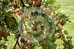 Gooseberry bush with many juicy ripe green-red berries