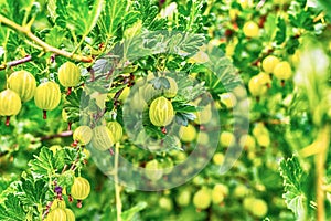 Gooseberry bush with many unripe berries and green closeup background flora