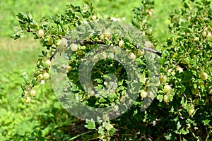 Gooseberry bush with ripe berries