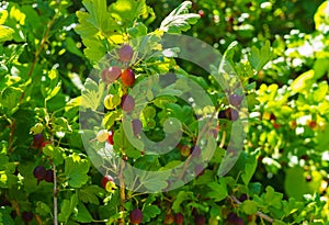 Gooseberry bush with ripe berries in the summer garden