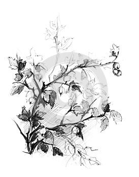 Gooseberry bush sketch