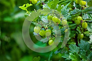 Gooseberry bush with unripe, green berries growing in a garden in the open field.