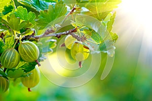 Gooseberry. Fresh and ripe organic gooseberries