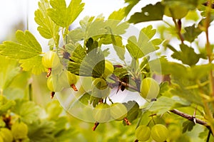 Gooseberry fruit on a Bush in the open air