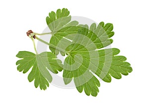 Gooseberry fruit on white