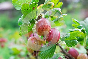 Gooseberry fully mature